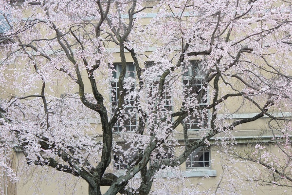 3382-13.3.24　祇園枝垂れ桜　中間部アップ.jpg